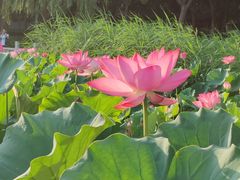 -莲花池公园