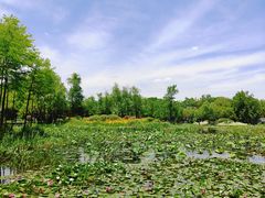 -无锡蠡湖国家湿地公园-蠡园