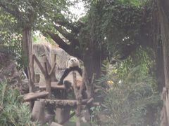 景点-成都大熊猫繁育研究基地