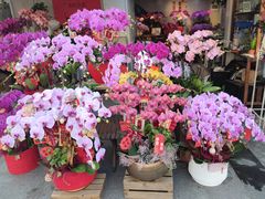 -溪岸路花鸟市场