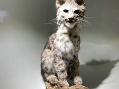 -陕西自然博物馆