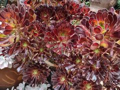 -山菌美食苑(振兴路店)