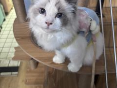 -Meowの猫咖(万家丽店)