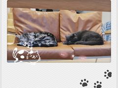 -猫友咖啡店(玉林西路店)