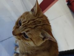 -汤思福北京烤鸭(湘隆时代广场店)