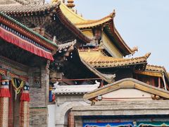 -塔尔寺菩提树