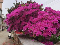 -瑞安圣井山景区