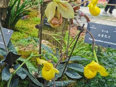 -深圳仙湖植物园