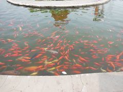 -白洋淀景区