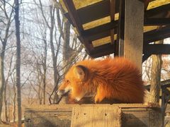-宫城藏王狐狸村