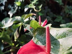 -上海辰山植物园