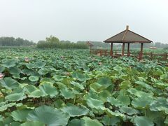 -白洋淀景区