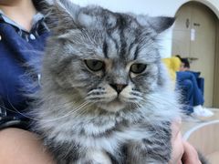 -Umiao与猫咖啡 猫咖