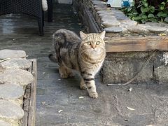 -喵屿·大理花园猫咖