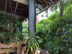 -Rainforest