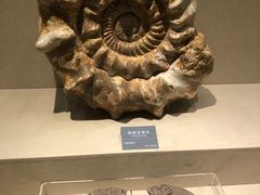 -安徽省地质博物馆