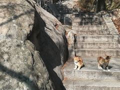 -崂山巨峰游览区
