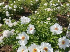 -洛阳市隋唐城遗址植物园