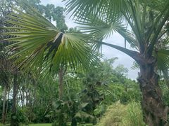 -中国科学院西双版纳热带植物园