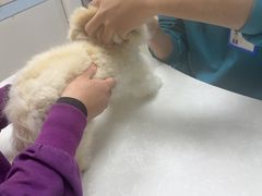 -中农国际动物医院24小时·猫科·骨科·急重症中心