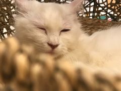 -飞行喵MR PILOT|猫舍·猫咖(静安大融城店)