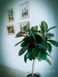 -一花一叶瑜伽生活馆