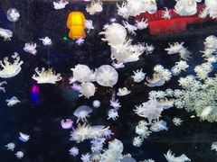 -太平洋海底世界