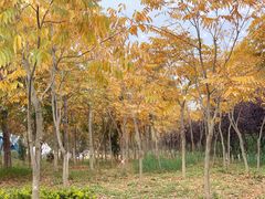 -上海长兴岛郊野公园