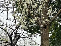 -郑和公园