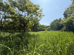 -南湖湿地公园