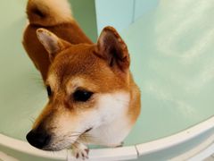 -怪兽屋·羊驼·猫咖·狗咖(俊华广场店)