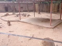 -深圳野生动物园