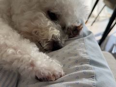 -博特宠物医院24h犬猫全科.骨科·异宠