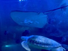 -左海海底世界
