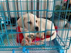 -翊宠yipet猫狗购宠庄园犬舍•猫舍