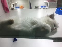 -李小姐の猫咖啡馆(五角场店)