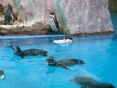 -帝企鹅自助餐厅•儿童岛•真企鹅(长隆企鹅酒店)