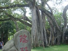 -瑞丽独树成林风景区