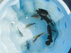 -小猫钓鱼海钓俱乐部(椰梦长廊店)