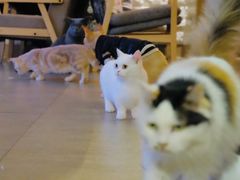 -猫咖时代(中山亭店)