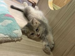 -屋虎猫馆(宝安大仟里店)