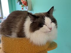 -猫在这儿猫咪咖啡馆·撸猫馆