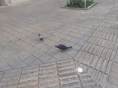 -芽庄大教堂