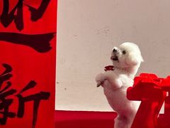 -爪吧宠物乐园 (温榆河示范区店)