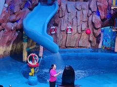 -烟台海昌鲸鲨海洋公园