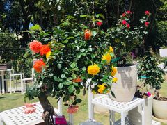 -人民公园(罗湖区)