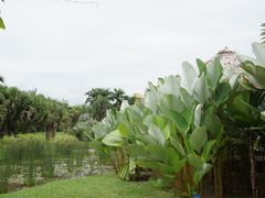 -中国科学院西双版纳热带植物园