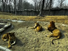 -北京野生动物园