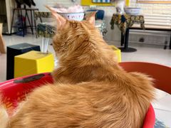 -平行世界·猫咖(首经贸店)