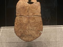 -河南博物院